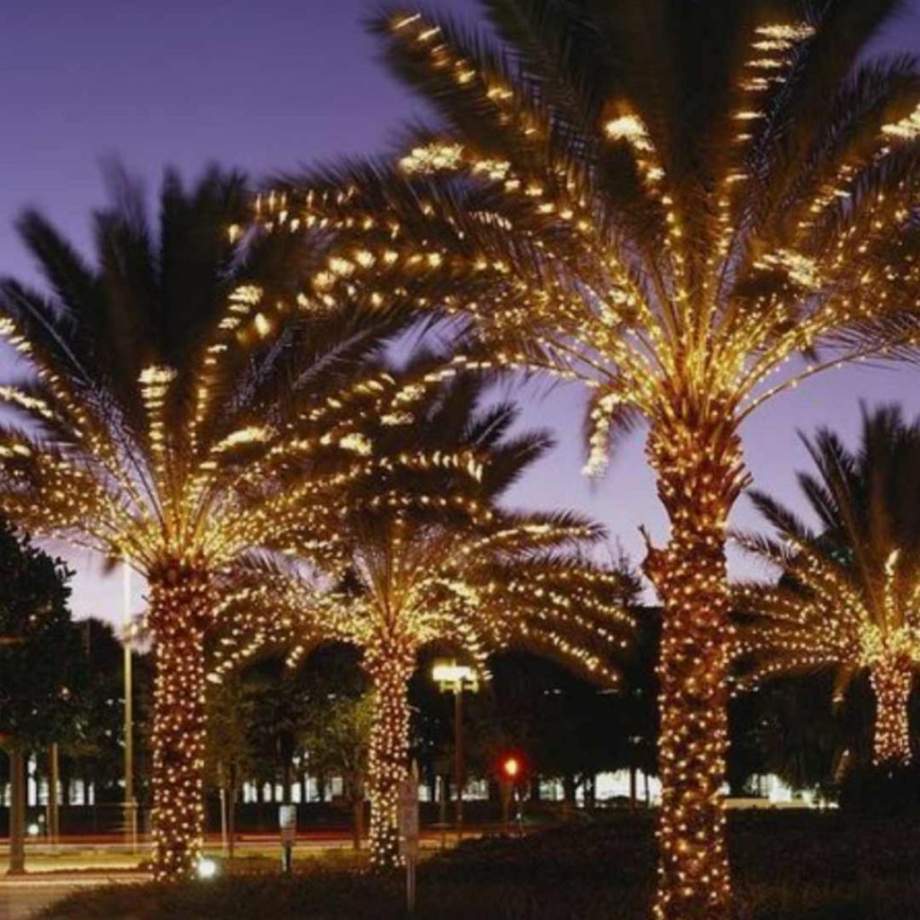 Permanent installed fairy lights in palm trees